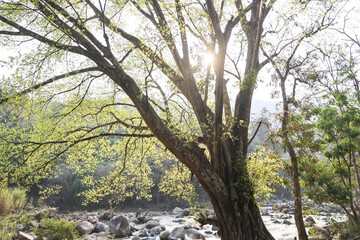 Fototapeta premium Peaceful and scenic outdoor landscape showing majestic tree in spring. Beautiful sun light filtering through branches over river, truly tranquil nature view