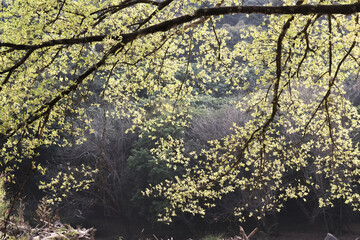 Fototapeta premium Serene and peaceful view of tree branch in spring with fresh green leaves glowing in sunlight. beautiful natural background evoking feeling of calm and new life