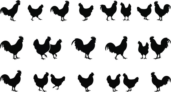 Silhouette of Roosters and Hens Standing.