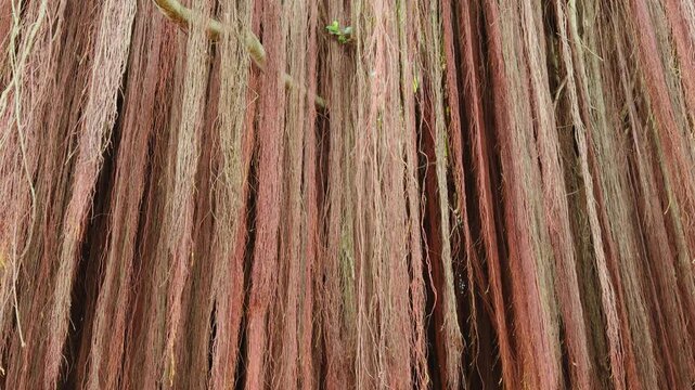 Ficus microcarpa, Chinese banyan, Hill's weeping fig, small-fruited fig, Malayan banyan, Indian laurel. Kaūmana Caves, The Big Island (Hawaiʻi Island). Aerial roots are roots growing above the ground.