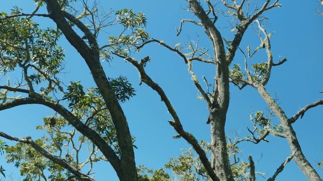 Acacia koa, is a species of flowering tree in the family Fabaceae. Puʻu Huluhulu is a volcanic cone located near the center of the Island of Hawaii. The cone is a kīpuka 