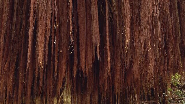 Ficus microcarpa, Chinese banyan, Hill's weeping fig, small-fruited fig, Malayan banyan, Indian laurel. Kaūmana Caves, The Big Island (Hawaiʻi Island). Aerial roots are roots growing above the ground.