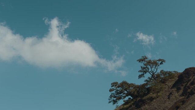 Acacia koa, is a species of flowering tree in the family Fabaceae. Puʻu Huluhulu is a volcanic cone located near the center of the Island of Hawaii. The cone is a kīpuka 