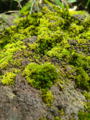 Obraz premium Lush Moss Covering Volcanic Rock