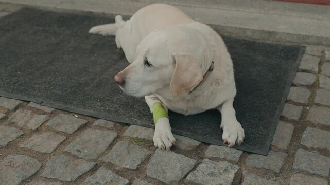 White Labrador retriever resting on mat with green bandage
