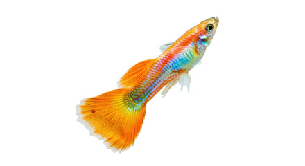 Isolated male guppy fish, colorful scales, orange caudal fin, freshwater, aquarium pet © Alaric