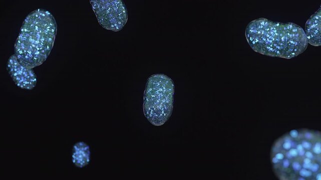 Mitochondria, animation