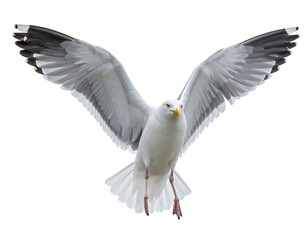Obraz premium Bird soaring with outstretched wings against a white, clean background