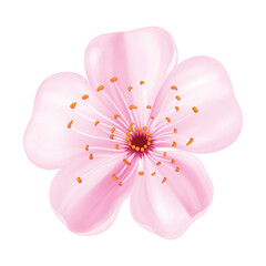 Realistic sakura blossom flower for Japanese hanami, soft pink spring cherry bloom. Vector illustration © yayasya