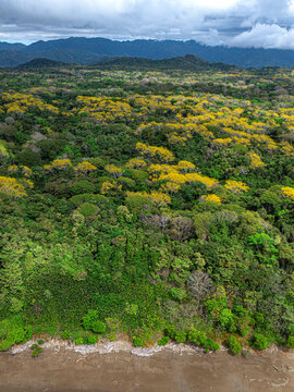 Aerial view of a vibrant jungle canopy dotted with bursts of yellow blossoms meeting the sandy shore under a vast sky, Tango Mar, Puntarenas Province, Costa Rica.