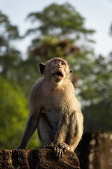 Obraz premium Macaque monkey calling with open mouth, sitting on a stone wall in a jungle environment