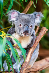 Obraz premium Closeup of a koala in an eucalyptus tree; native Australian wildlife, marsupial animal in the wild