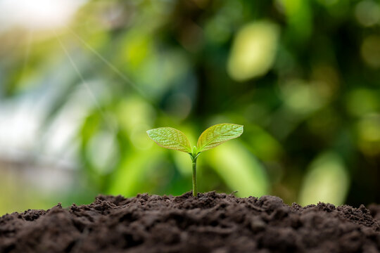 Small green seedling growing from fertile soil with sunlight, representing growth, sustainability, and new beginnings.