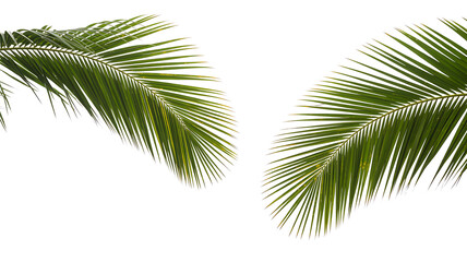Naklejka premium Graceful green palm fronds curving outward, set against a white background for a fresh, tropical aesthetic suitable for summer, travel, and wellness concepts.