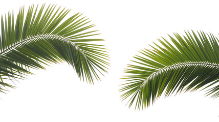 Obraz premium Lush green palm leaves forming decorative arcs against a white backdrop, ideal for websites, invitations, or designs promoting summer, travel, and tropical themes.