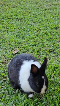 Cute Black and White Rabbit Grazing on Green Grass in a Garden