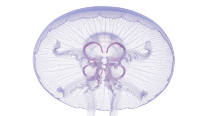 Isolated glowing jellyfish swimming peacefully in the ocean with translucent body and graceful arms © darietta