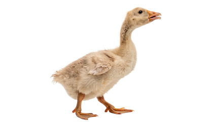 Young goose standing and making sounds isolated on transparent background cut out © Ivan