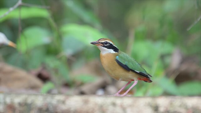 Slow motion close up video of Indian Pitta bird parched on mossy log, alert and poised. Green and orange feathers contrast with earthy surroundings. Head features bold black stripe and sharp eye.