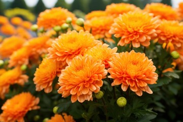 Orange chrysanthemums creating a vibrant display with green foliage and unopened buds