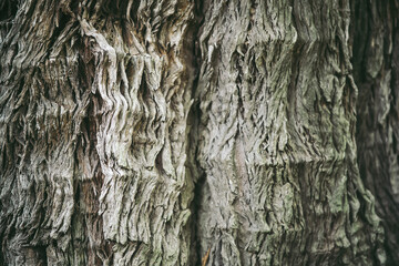 Textured Timber: A detailed close-up of a weathered tree trunk's textured bark, revealing intricate patterns and natural details.