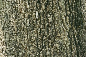 Obraz premium Textured Timber: A detailed close-up of a weathered tree trunk's textured bark, revealing intricate patterns and natural details.
