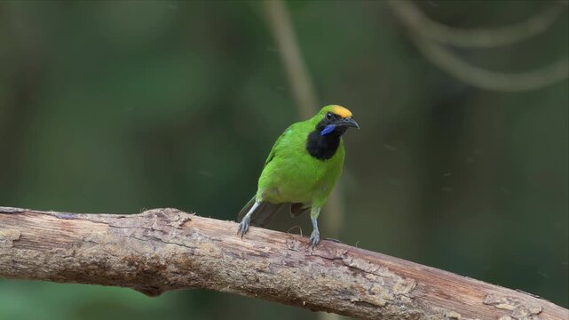 Video of green Leafbird perches calmly on weathered branch. Soft-focus forest background enhances natural setting. Feathered creature shows alertness with sharp, curved beak.