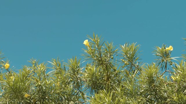Cascabela thevetia (syn. Thevetia peruviana) is a species of poisonous plant in the dogbane family Apocynacea. yellow oleander. Mauna Kea Beach Drive, The Big Island (Hawaiʻi Island). 
