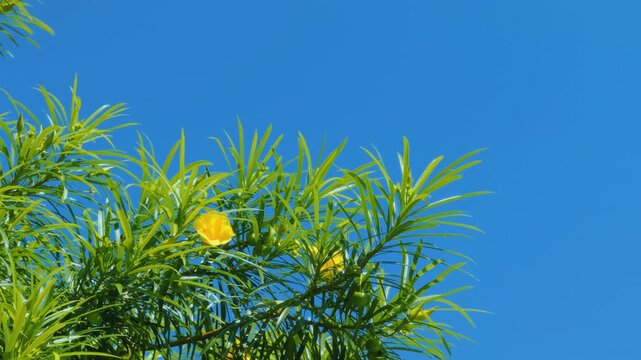 Cascabela thevetia (syn. Thevetia peruviana) is a species of poisonous plant in the dogbane family Apocynacea. yellow oleander. Mauna Kea Beach Drive, The Big Island (Hawaiʻi Island). 
