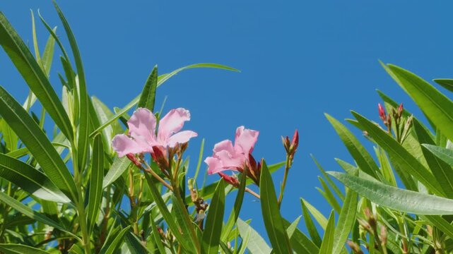 Nerium oleander, oleander or rosebay. family Apocynacea. Mauna Kea Beach Drive, The Big Island (Hawaiʻi Island). 
