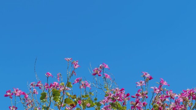 Bauhinia &times; blakeana, Hong Kong orchid tree, is a hybrid leguminous tree of the genus Bauhinia.  Mauna Kea Beach Drive, The Big Island (Hawaiʻi Island). 
