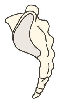 仙骨の側面の解剖学的イラスト