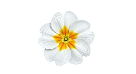 White Primrose Flower with Yellow and Orange Center