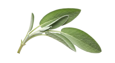 Isolated sprig of fresh garden sage herb for cooking with leaves, natural, culinary © Lysander