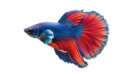 Fototapeta premium Isolated Siamese Fighting Fish with Striking Coloration and Flowing Fins Swimming Gracefully