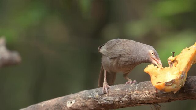 
Video on a Jungle babbler perches on branch, pecking at fruit. Brown plumage, slender beak, alert posture. Natural woodland setting, soft green background. 