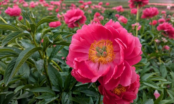 Field of Cytherea Peonies
