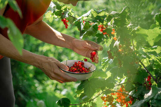 Hand picking red currant berries in garden with bowl and sunlight