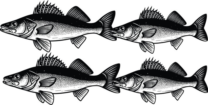 Black and white walleye fish illustration set isolated on white background, zander or perch predatory fish for fishing sports design