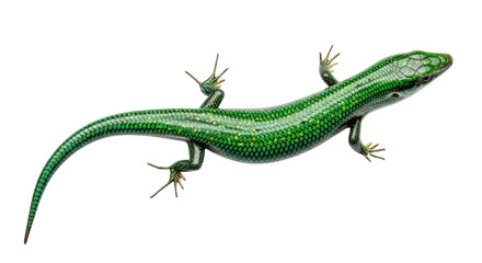 Isolated green lizard with shiny skin and bright colors, studio shot, nature and wildlife