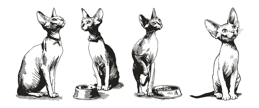 Playful sphynx kitten sketch style pose set. Vectorcats near feeding dish. Illustrations for pet care ads and print decor. Crayon drawn style, pencil drawing.