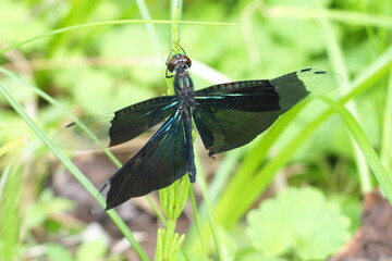 自然　植物　虫　公園　風景 © mono31.u 