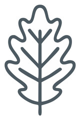 Obraz premium Vector illustration of an oak leaf icon design
