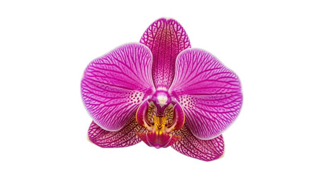 Isolated magenta orchid flower bloom, beautiful vibrant petals and center on display indoors