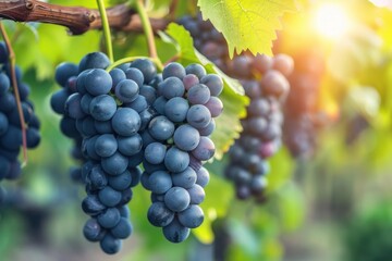 Close up of ripe blue grapes hanging in vineyard, illuminated by warm sunset light