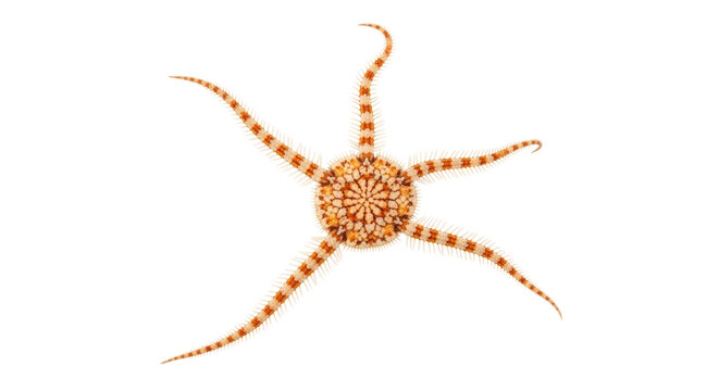 Isolated Brittle Star, an Echinoderm Marine Invertebrate with Five Arms, Beautiful Pattern