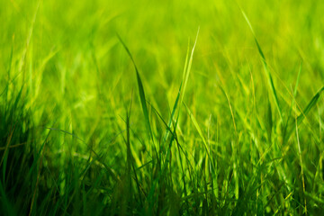 Obraz premium Bright green grass grows in a sunny field under clear blue sky