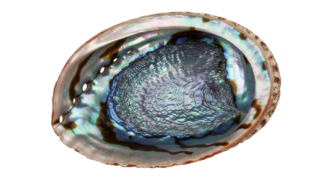 Isolated iridescent paua shell, also known as abalone shell, with multiple colors inside