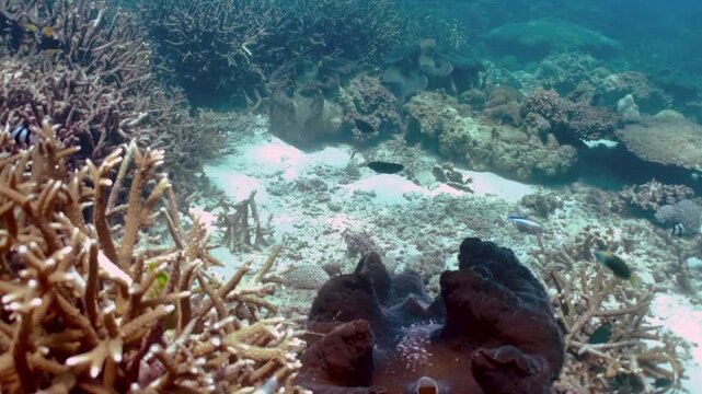 Large brown giant clam resting on sandy seabed among colorful coral reef colonies with small fish swimming in clear tropical ocean water during day