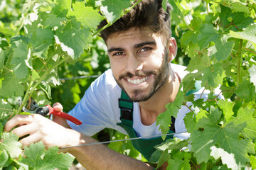 Naklejka premium vine worker doing shoot removing